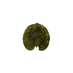 Costa Nova Riviera Alchemille Leaf 176mmforêts (vep181-Frt)